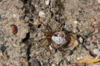 *(41000) (Araneae - Theridiidae - Phylloneta sp.)